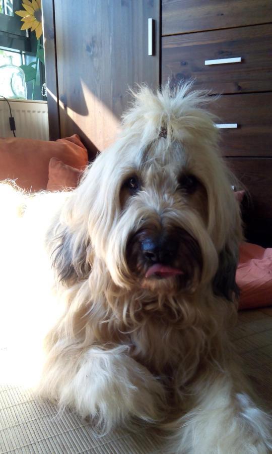 Ferienappartement Potthoff 2 -Hund Willkommen- Алтенау Екстериор снимка